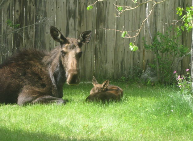 Relaxing. Photo by Bill Boender.