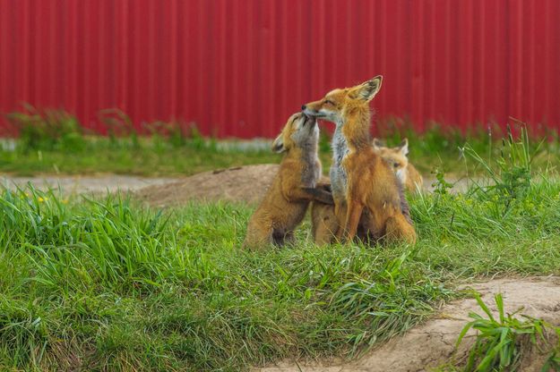 A Kiss for Mommy. Photo by Dave Bell.