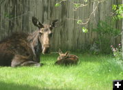 Relaxing. Photo by Bill Boender.