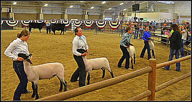 Showing Sheep. Photo by Terry Allen.