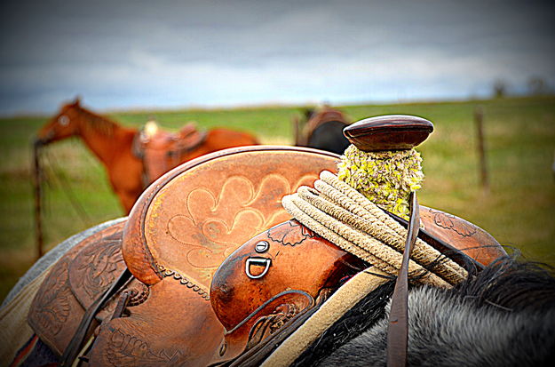 Saddle. Photo by Terry Allen.