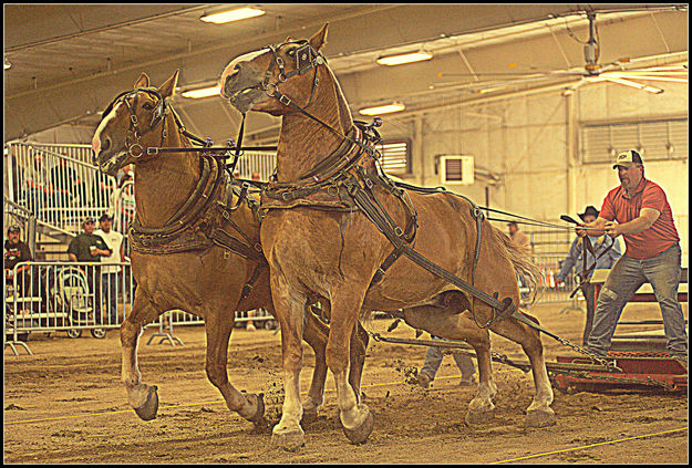 Horse Pull Competition. Photo by Terry Allen.