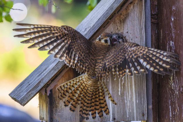 Back at the nest. Photo by Pinedale Online.