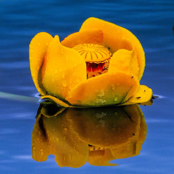 Water Lilly. Photo by Dave Bell.
