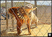 Bengal Tigers. Photo by Terry Allen.