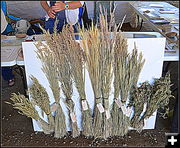 Native Grasses. Photo by Terry Allen.