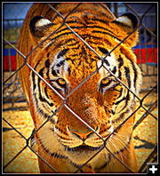 Bengal Tiger. Photo by Terry Allen.