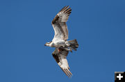 Osprey. Photo by Arnold Brokling.