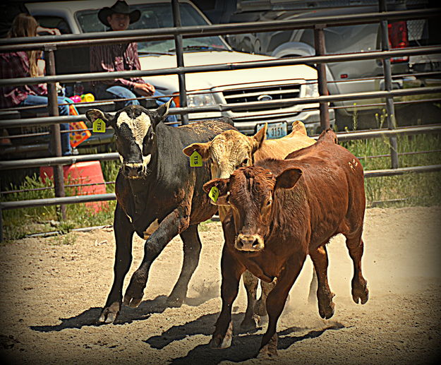 Ready to be roped. Photo by Terry Allen.