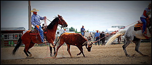 Ask the Heeler. Photo by Terry Allen.