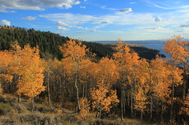 Blazing yellow. Photo by Fred Pflughoft.