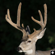 Buck in velvet. Photo by Arnold Brokling.