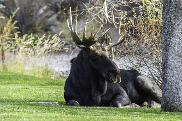 Moose. Photo by Melissa Andersen.