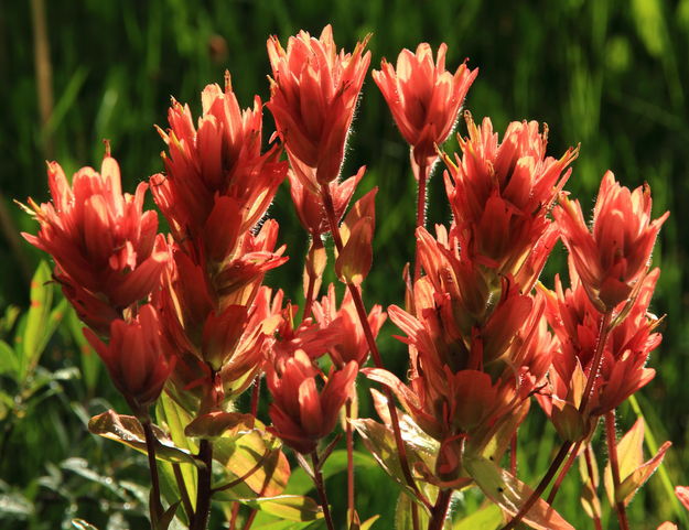 Indian Paintbrush. Photo by Fred Pflughoft.