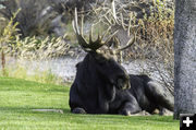 Moose. Photo by Melissa Andersen.