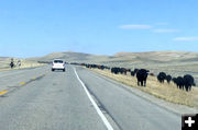 Cattle Drive. Photo by Dawn Ballou, Pinedale Online.