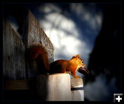 Rocky. Photo by Terry Allen.