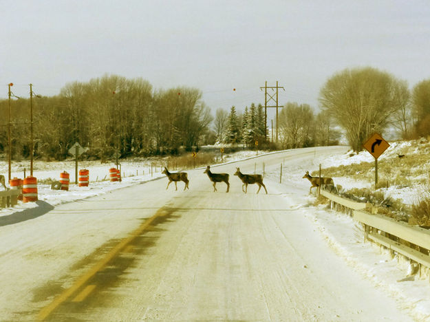Watch out for wildlife. Photo by Dawn Ballou, Pinedale Online.