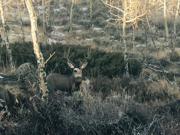 Nice buck. Photo by Joe Zuback.