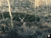 Nice buck. Photo by Joe Zuback.