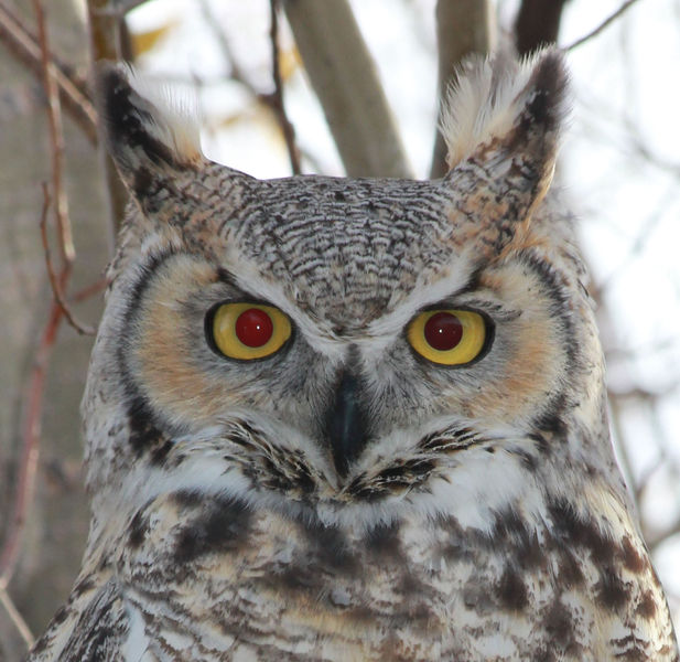 Those eyes. Photo by Sandy & Justin Wright.