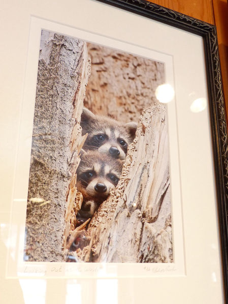 Raccoons. Photo by Dawn Ballou, Pinedale Online.