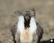 Struttin’ My Stuff. Photo by Arnie Brokling.