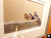 Chicks. Photo by Dawn Ballou, Pinedale Online.