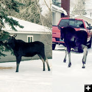 Cow & calf moose. Photo by Joe Zuback.