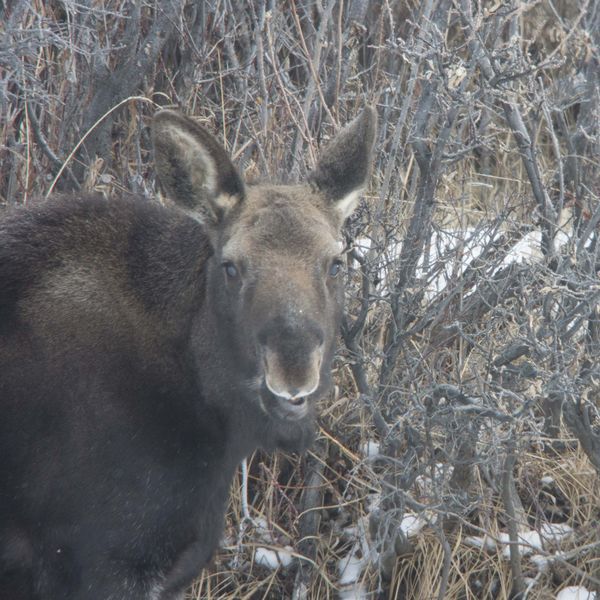 Blind Moose. Photo by Dave Bell.