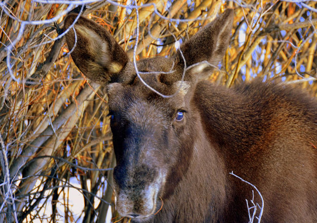 Moose. Photo by Terry Allen.