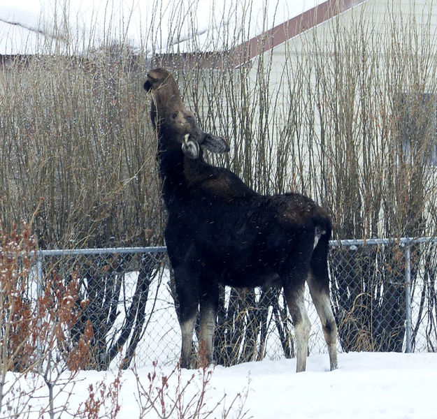 Reaching. Photo by Dawn Ballou, Pinedale Online.