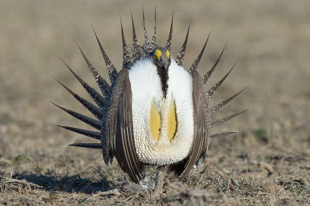 Greater Sage Grouse. Photo by Arnold Brokling.