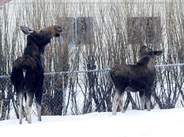 Mom and her calf. Photo by Dawn Ballou, Pinedale Online.