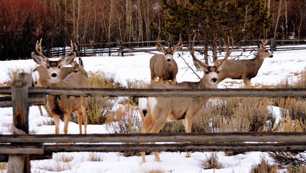 The boys. Photo by Terry Allen.