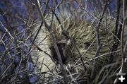 Porcupine. Photo by Melissa Andersen.