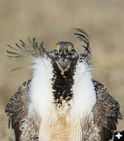 Strutting. Photo by Arnold Brokling.