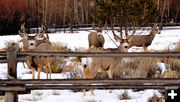 The boys. Photo by Terry Allen.