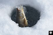 David Pape Fish. Photo by Terry Allen.