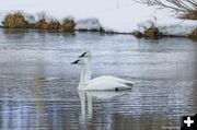 Swans. Photo by Dave Bell.