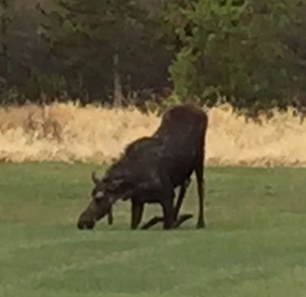 Town Moose. Photo by Joe Zuback.