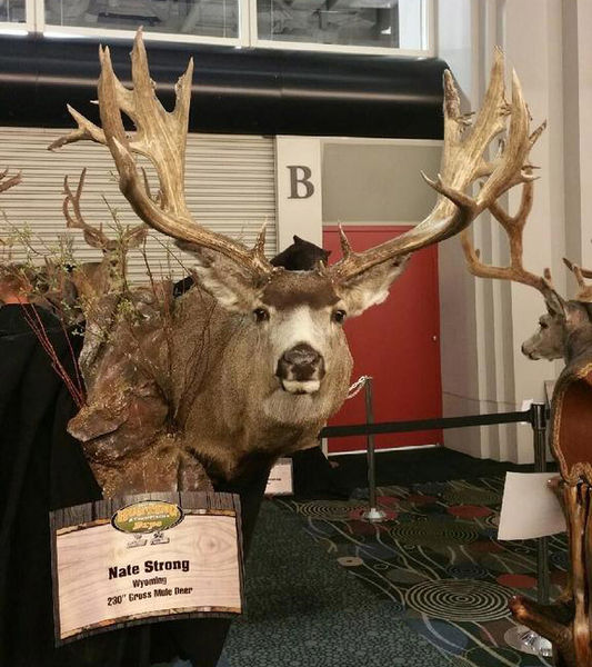 Mule deer mount. Photo by Jason Radakovich.