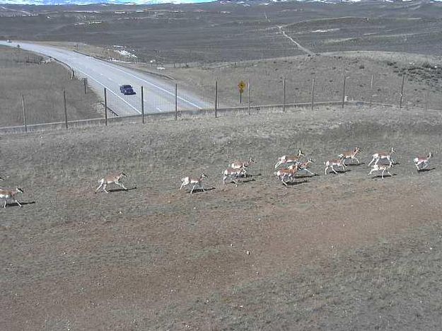 Across the overpass. Photo by Trappers Point Wildlife Overpass Webcam.