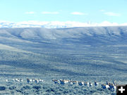 Moving towards the overpass. Photo by Dawn Ballou, Pinedale Online.