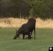 Town Moose. Photo by Joe Zuback.