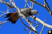 Excited Flicker. Photo by Fred Pflughoft.