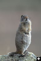 Gopher. Photo by Arnold Brokling.