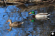Mr & Mrs Mallard. Photo by Fred Pflughoft.