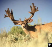 Hoback mule deer. Photo by Jason Radakovich.