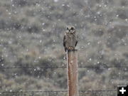 Short Eared Owl. Photo by Mike Lillrose.